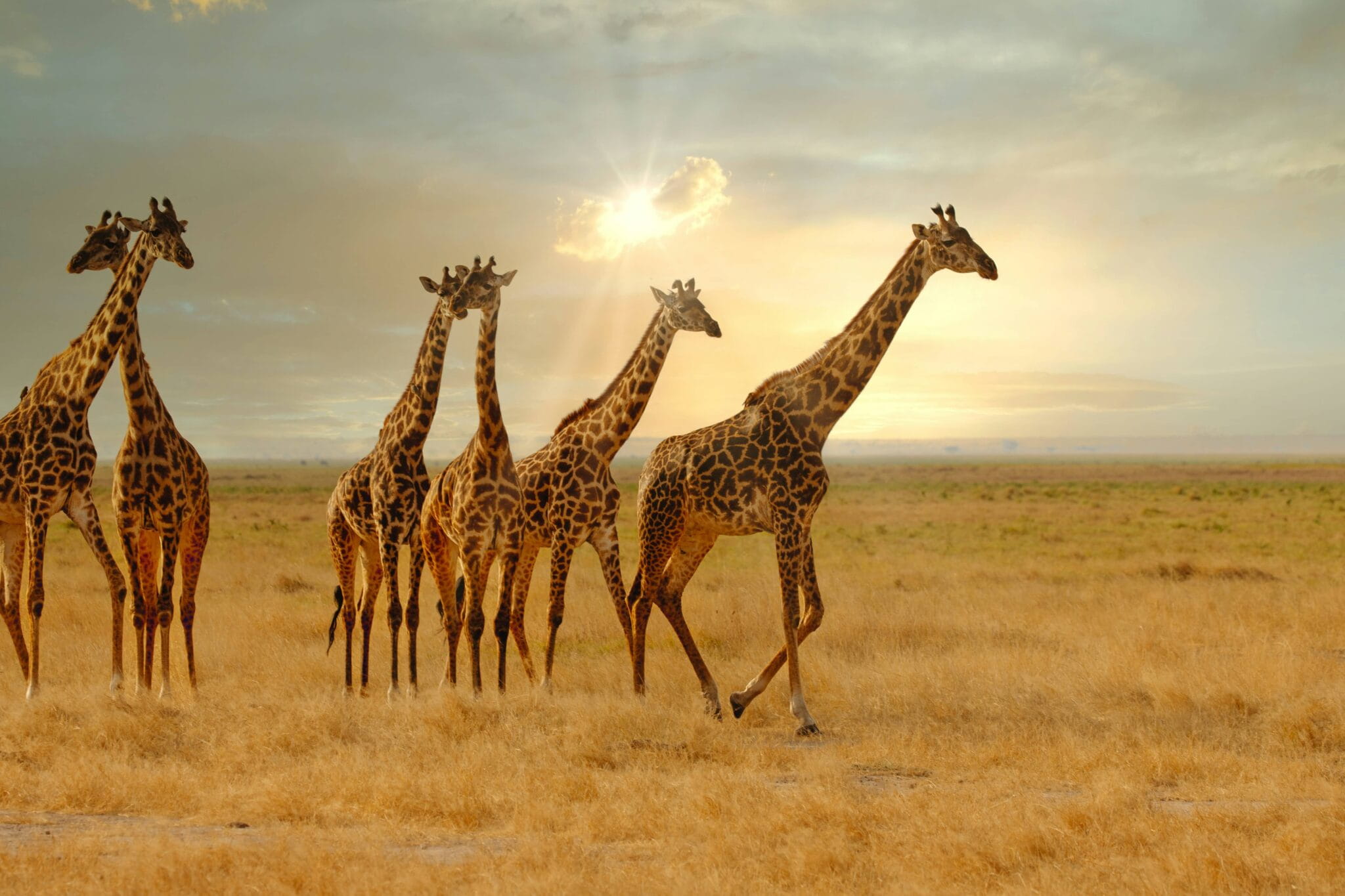 tanzania serenget safaris